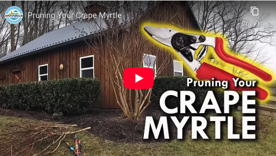 Prune Crape Myrtle
